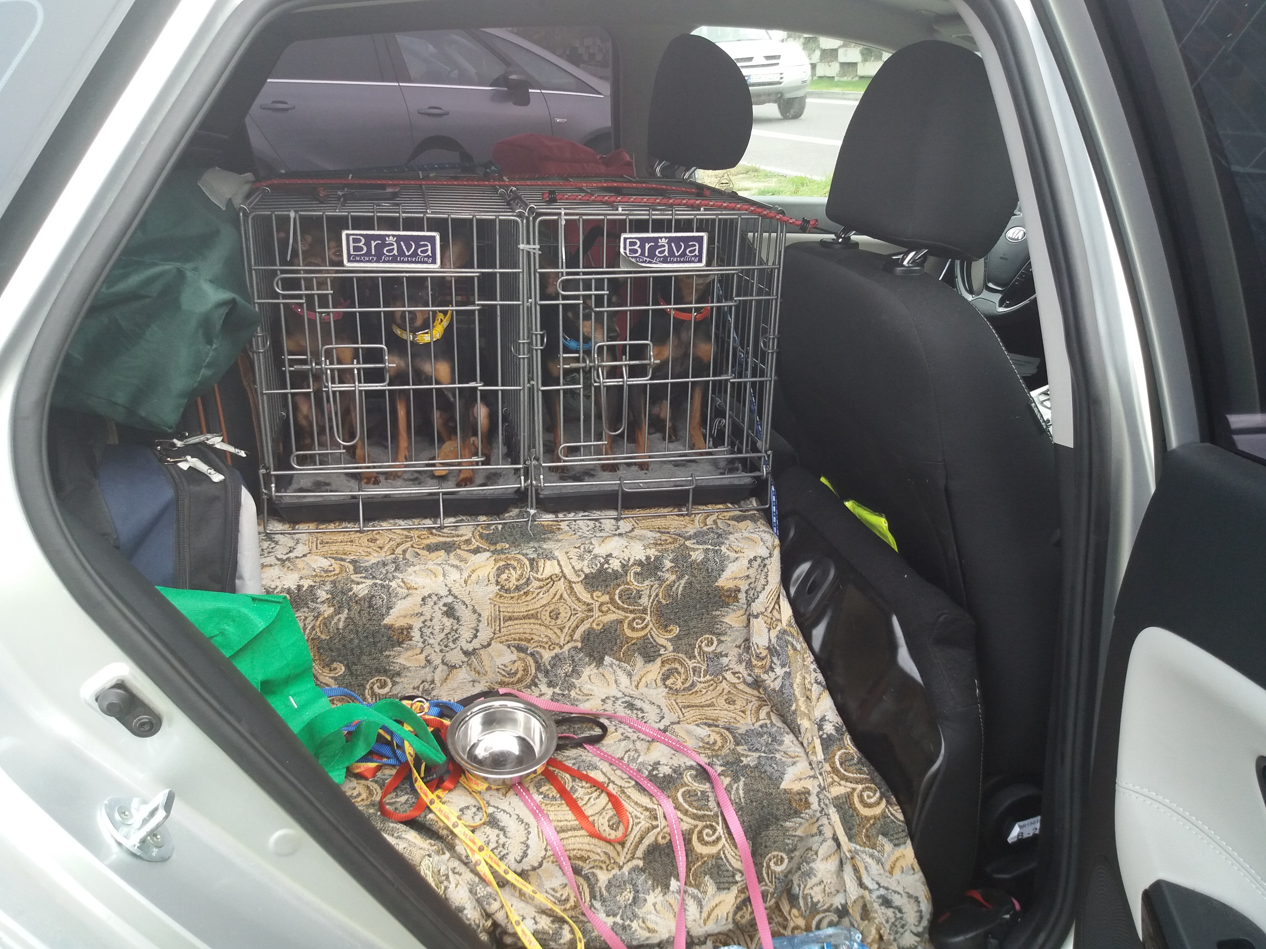 Dogs in travel crates secured in a vehicle cargo area