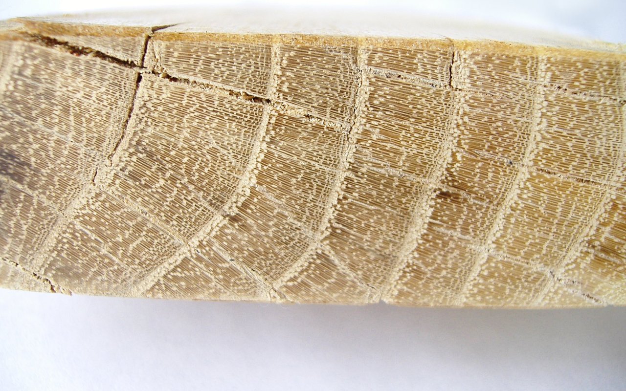 End-grain close-up of black locust wood showing growth rings and pores